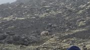 PICTURES/Inside the Volcan Tour/t_Arctic Fox.jpg